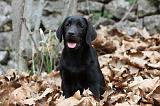 LABRADOR 720